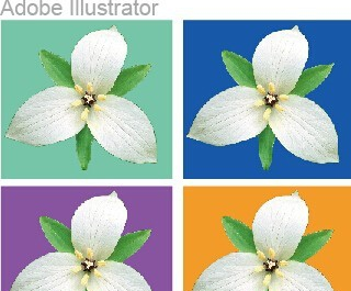 Adobe Illustrator CS6ٷ