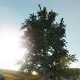 ģ2022Ϸ_Tree Simulator 2022İٷ